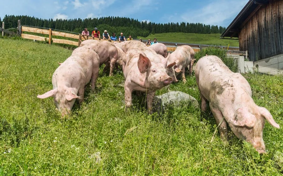 KochArt-verlost-Brixentaler-Almschwein- KochArt-verlost-Brixentaler-Almschwein-