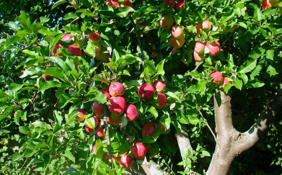 Obstpresse Obstpresse