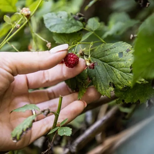 Gesund-mit-alten-Hausmitteln Gesund-mit-alten-Hausmitteln